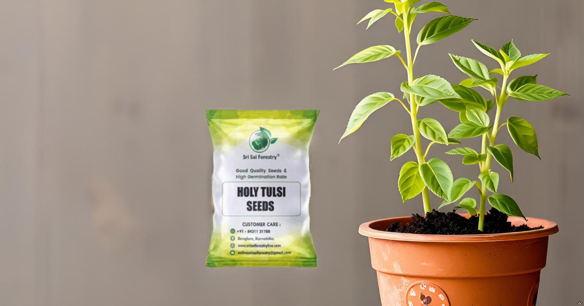 Natural  Krishna Holy Tulsi Seeds for Planting SRI SAI FORESTRY