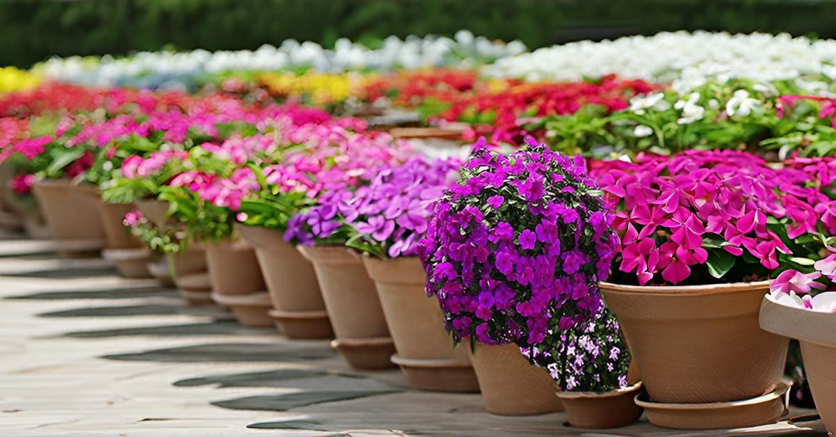 Rosy Periwinkle (Vinca) Glowing Mix Color Seeds – Vibrant Blooms for Home Gardens & Balconies SRI SAI FORESTRY
