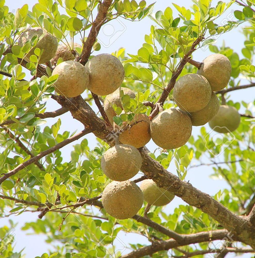 Wood Apple Tree Seeds (Bael, Aegle Marmelos) SRI SAI FORESTRY