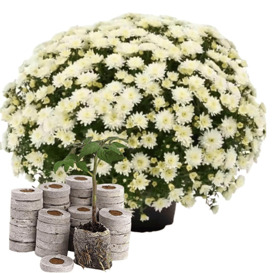 White Chrysanthemum (Sevanti, Shevanti) Mixed Flower Seeds Pack + Coco Coir (2 Disc) Ideal for Seed Germination for Home Garden SRI SAI FORESTRY