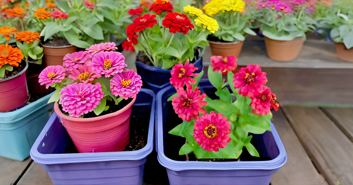 Zinnia Mixed Hybrid Seeds – Vibrant, Long-Lasting Blooms for Garden, Balcony & Containers SRI SAI FORESTRY